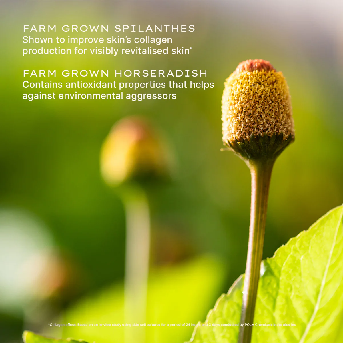 Nutri-Define Light Cream - Image 5
