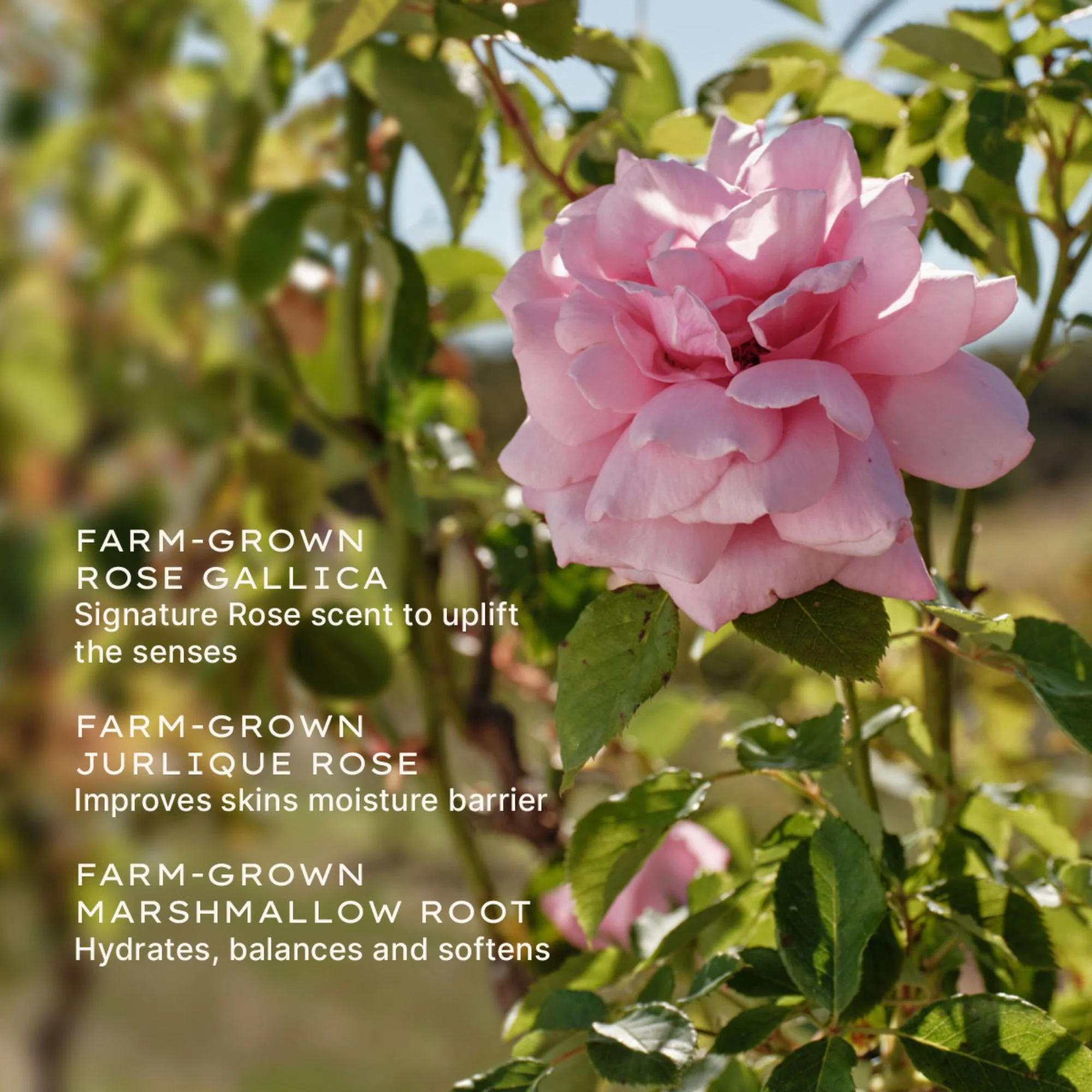 Rare Rose Lotion - Image 4